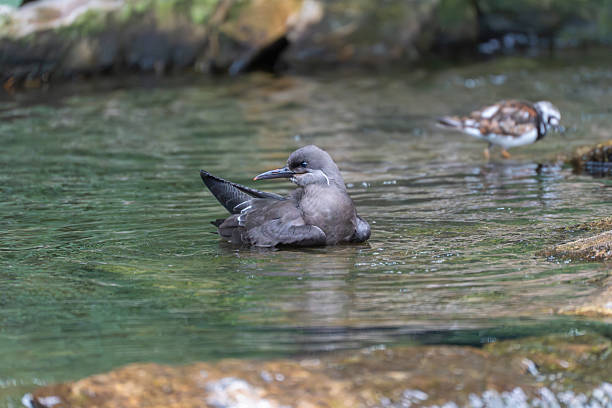 istock A Brown Noddy Anous stolidus floats calmly on the water s surface. 2227257516