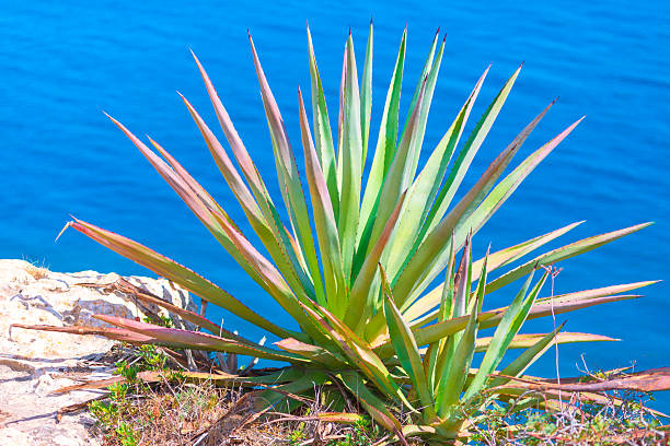 Vibrant agave plant, its spiky leaves radiating outward against backdrop of deep blue water. Coastal agave, perched on rocky outcrop, vibrant green and pink leaves reaching towards azure sea