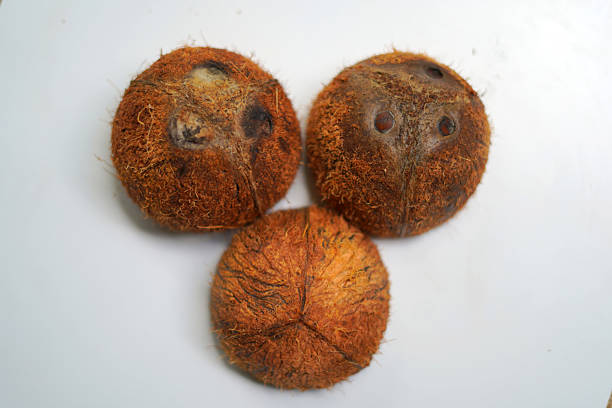 Ripe Coconut Shell on Clean White Background
