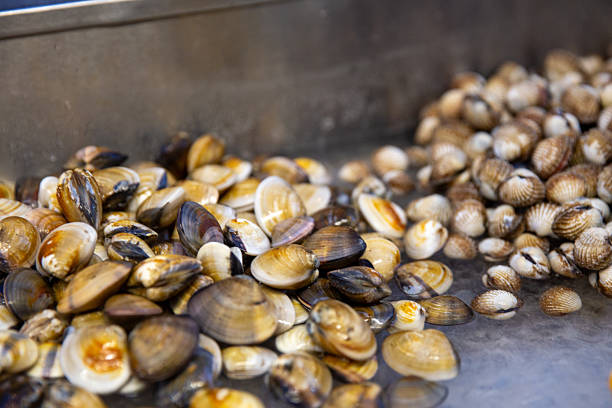 istock Edible Salt Water Clams 2227259712