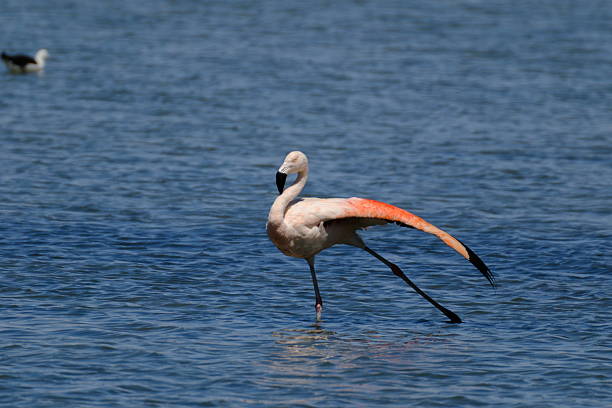 Flamingo in a sweet water lagoon in Bolivia stretching its wing and leg