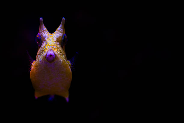Two horned cow fish on a black background staring at the viewer