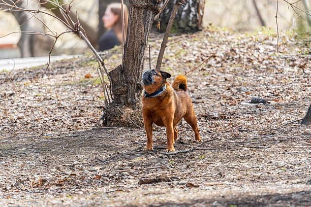 istock Brussels Griffon for a walk in the park 2227260224
