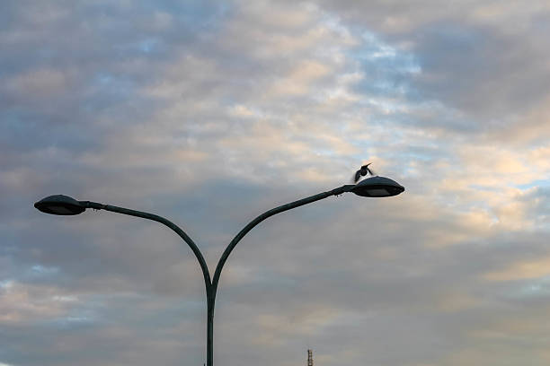 Double-armed street lamp silhouettes against dramatic cloudy evening sky creating striking urban infrastructure photograph with moody atmosphere