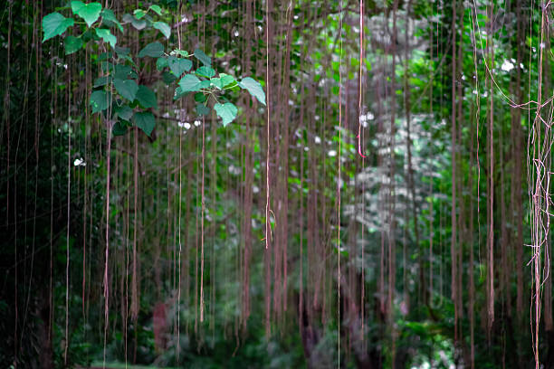 Hanging roots draped on trees at the Greenery, Bulacan.