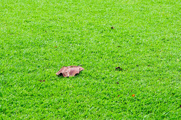 Lush green grass at the Greenery, Bulacan.