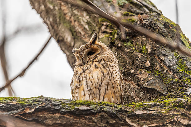 istock Long-eared owl (Asio otus), looking forward with wide opened eyes 2227261367