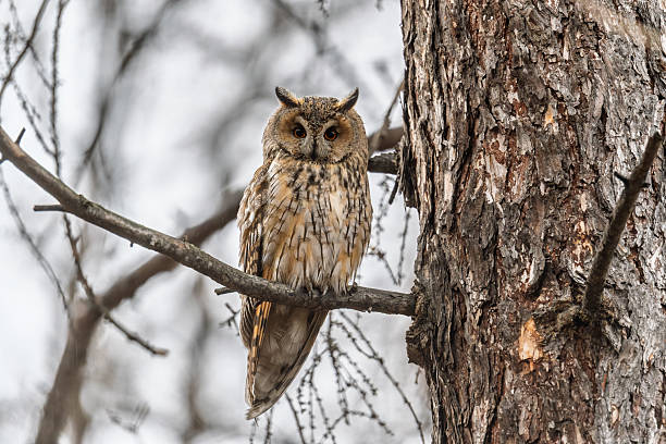 istock Long-eared owl (Asio otus), looking forward with wide opened eyes 2227261371