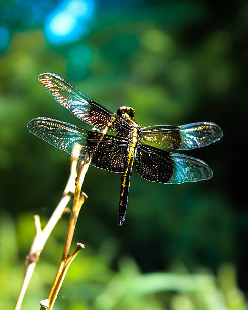 istock a striking image of a Widow Skimmer dragonfly perched on a slender stem 2227261458