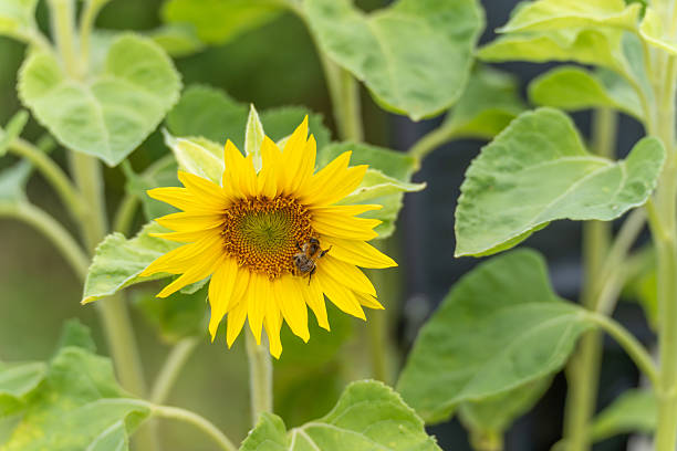 A single sunflower is in focus while a bee works on its flower center. The scene appears lively and natural.