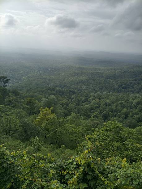istock Amazing view of the forest with white clouds 2227262749