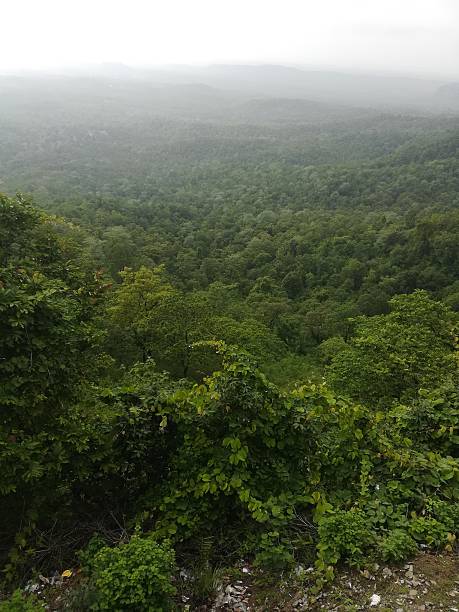 istock Incredible view of the green forest 2227262818
