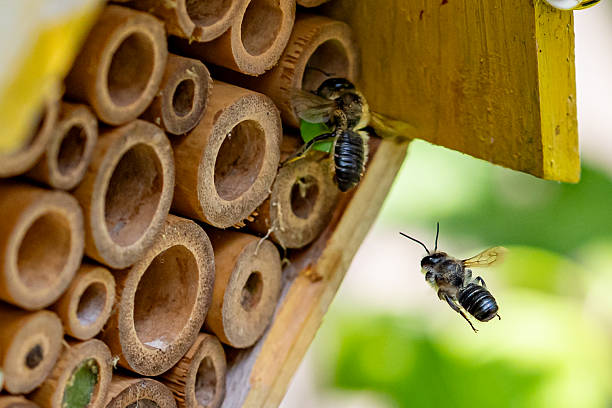 istock Patchwork leaf cutter bee, Megachile centuncularis, flying into nest with part of a honeysuckle leaf 2227263067