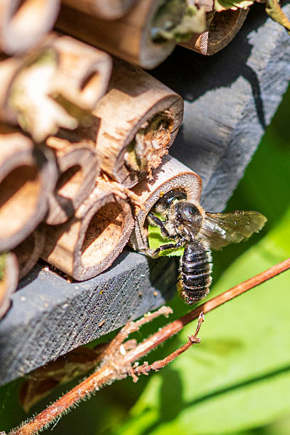 istock Patchwork leaf cutter bee, Megachile centuncularis, flying into nest with part of a honeysuckle leaf 2227263080