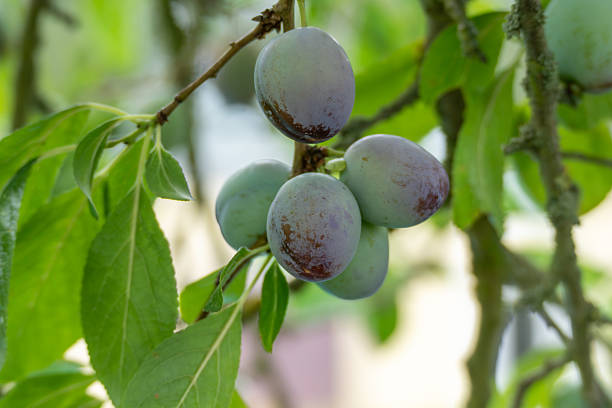 istock Several ripe plums hang in groups on a branch. 2227263667