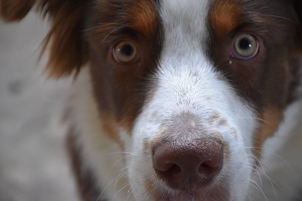 Australian Shepherd dog portrait in sunny day. This file is cleaned and retouched.