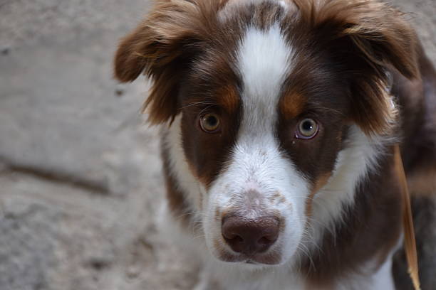 istock Dog in the mountain 2227266097