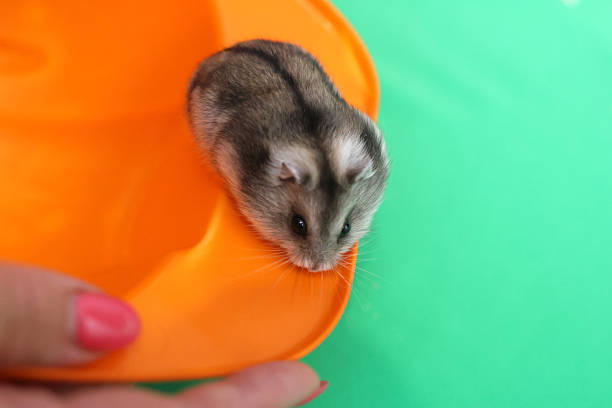 People look after and play with the hamster.