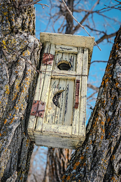 Birdhouse nestled in the crotch of an oak Tree