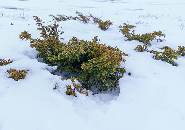 Close-up of a juniper shrub growing through melting snow in Norway. Early spring vegetation in the subarctic landscape.