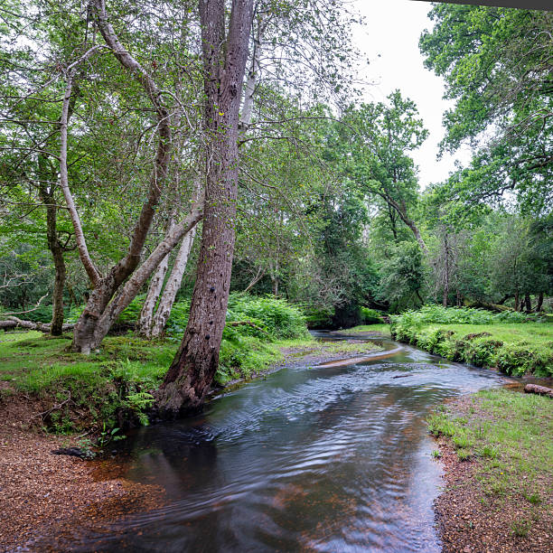 istock forest stream in british new forest national landscape 2227274292