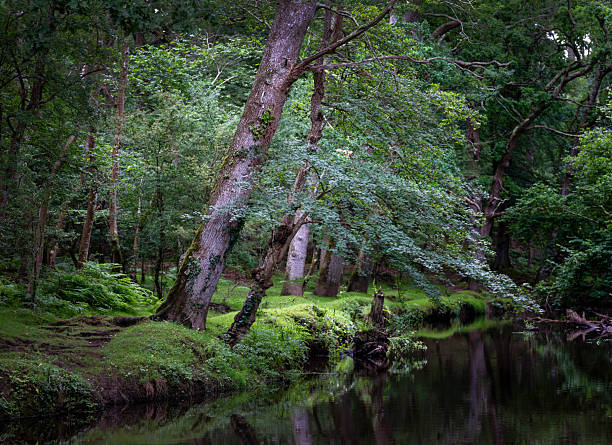 moving water in forest stream in british new forest national landscape