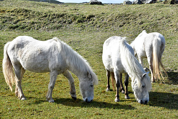 Trio of white Eriskay horses grazing in a field in the Outer Hebrides.