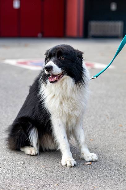 istock Border Collie on a City Sidewalk 2227276891