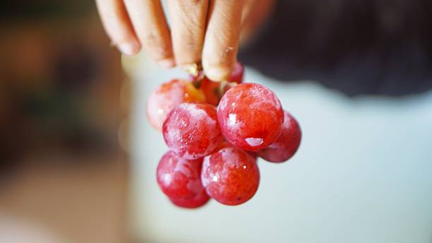 istock Red grapes freshly picked and held gently, symbolizing freshness, nutrition, and human connection to nature. 2227276991