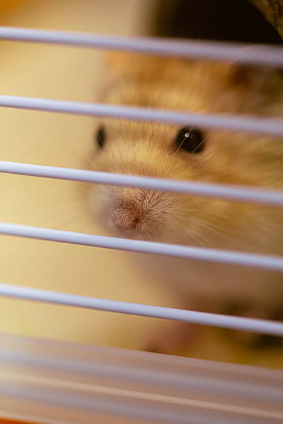istock Cute tiny small Russian Hamster furry pet in a cage 2227277298