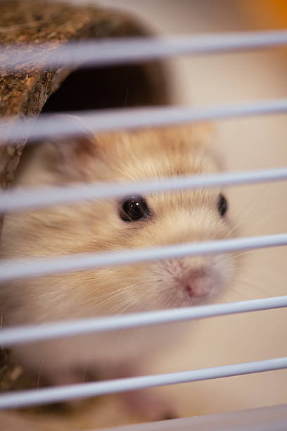 istock Cute tiny small Russian Hamster furry pet in a cage 2227277362