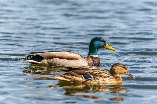 istock Duck swims in the pond. 2227278411