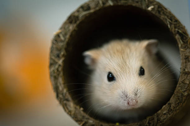 istock Cute tiny white small Russian Hamster portrait inside a tunnel 2227278485