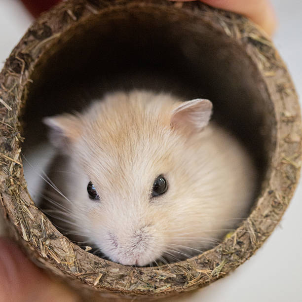 istock Cute tiny white small Russian Hamster portrait inside a tunnel 2227278513