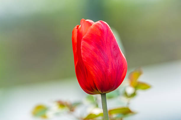 Colorful red tulips blossom in spring. Natural sprintime background.
