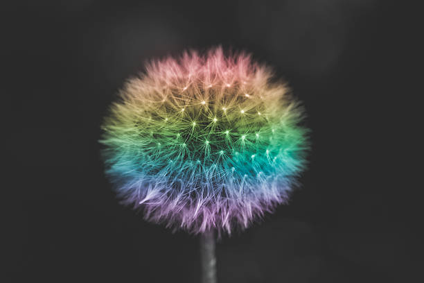 Beautiful dandelion in rainbow colors. Selective focus. Shallow depth of field.