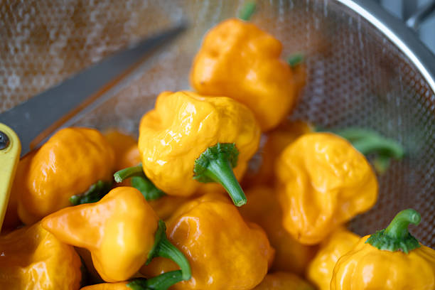 Fresh yellow Jamaican chili peppers