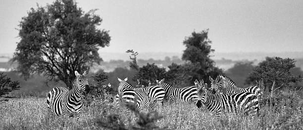 istock Zebras in the Wild – Monochrome Savannah Herd 2227280778