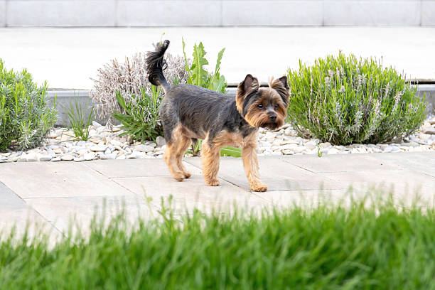 A small dog with a mix of black and brown fur strolls through a garden. Lush green grass and various plants surround the area under clear blue skies, providing a vibrant atmosphere.
