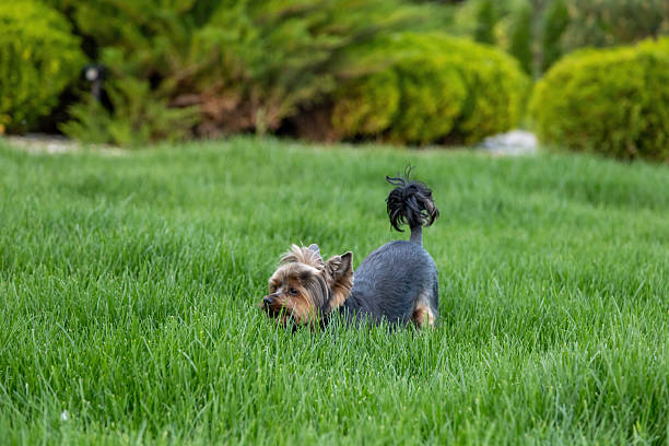 A small dog roams through lush green grass in a vibrant garden. The sun shines brightly, illuminating the dog's playful demeanor as it enjoys its surroundings.