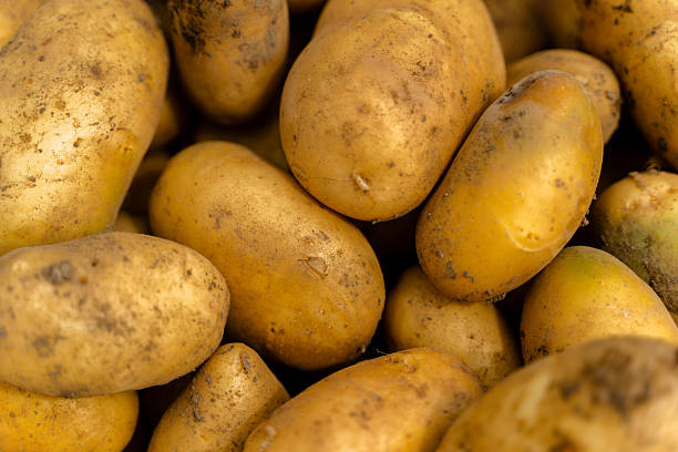 istock Freshly Harvested Potatoes Close-Up 2227280944