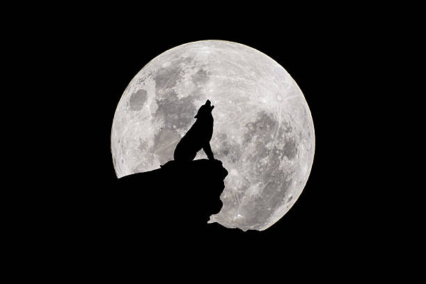 istock Black and white wolf howling at the moon 2227280950