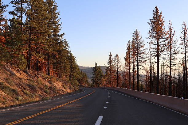 Early Morning Light - Mt Rose Highway - Fire Damaged Trees - Humboldt-Toiyabe National Forest - Washoe County, NV - July