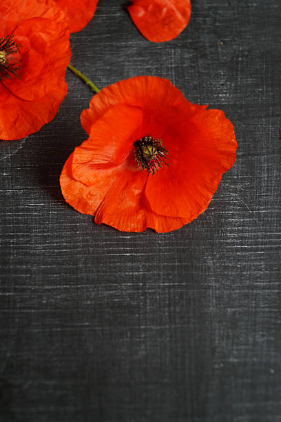 istock Poppy flower on a black background 2227281142