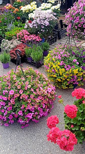 istock Flowers  Market 2227282127