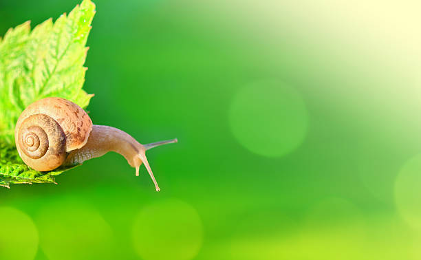 A snail carefully makes its way across a vibrant green leaf, surrounded by a blurred background of lush greenery, capturing the tranquility of nature. Beautiful bokeh light spots, space for copy.