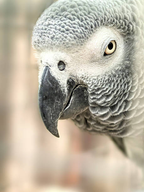 A detailed close-up captures the unique texture of a gray parrot's feathers and its intriguing eye. The grey parrot or African grey parrot (Psittacus erithacus). The soft background emphasizes the parrot's striking features during daylight. Space for copy.