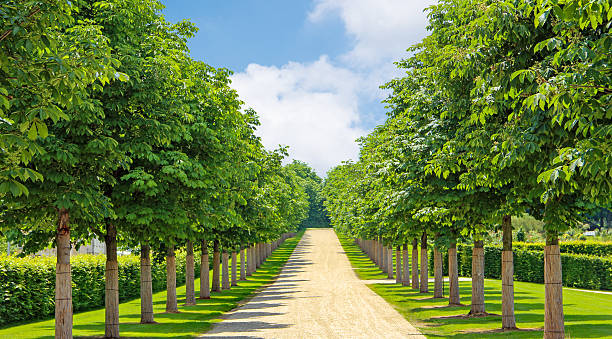 Avenue of chestnut trees through park in spring.