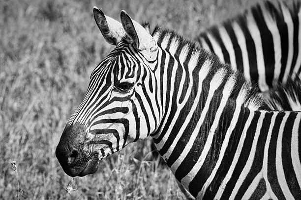 istock Zebra Portrait in Black and White – Profile View in African Grasslands 2227284638