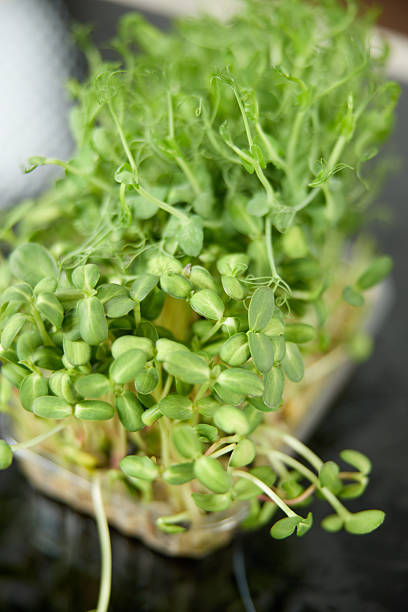 istock Fresh green pea sprouts on the kitchen table in the bright kitchen 2227285195